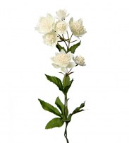 Astrantia weiss 50 cm 6.00